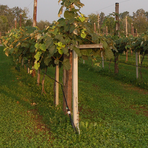 Irrigazione vite uva fragola Piemonte